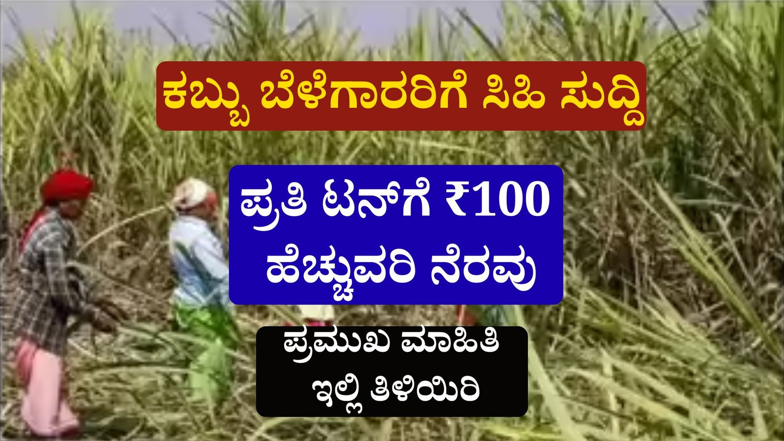 kabbu ಬೆಳೆಗಾರರಿಗೆ ಸಿಹಿ ಸುದ್ದಿ